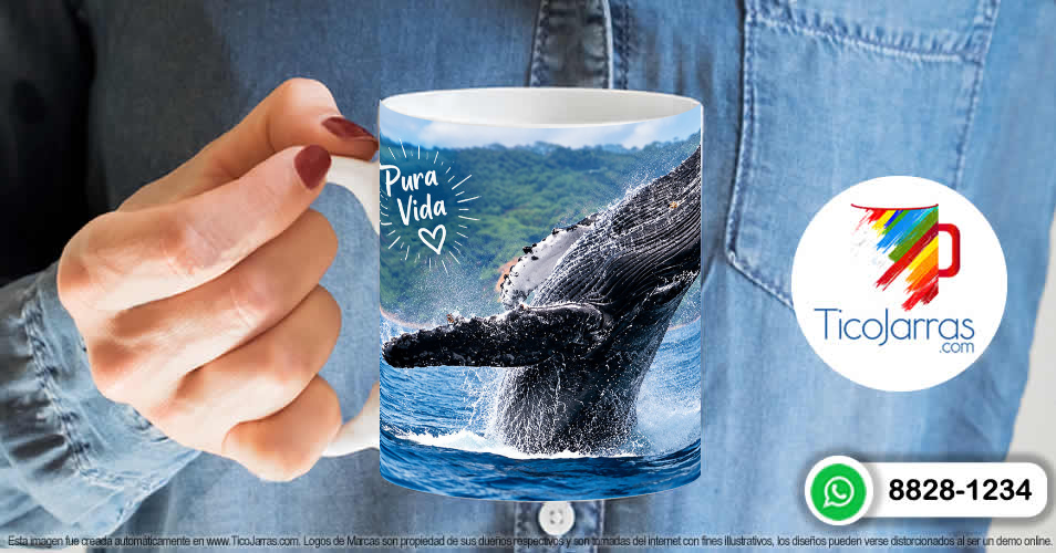 Ballena Jorobada - imagen 6