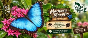 Mariposa Morpho