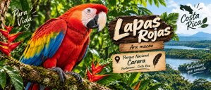 Guacamayo