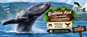 Ballena Jorobada